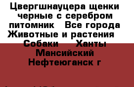 Цвергшнауцера щенки черные с серебром питомник - Все города Животные и растения » Собаки   . Ханты-Мансийский,Нефтеюганск г.